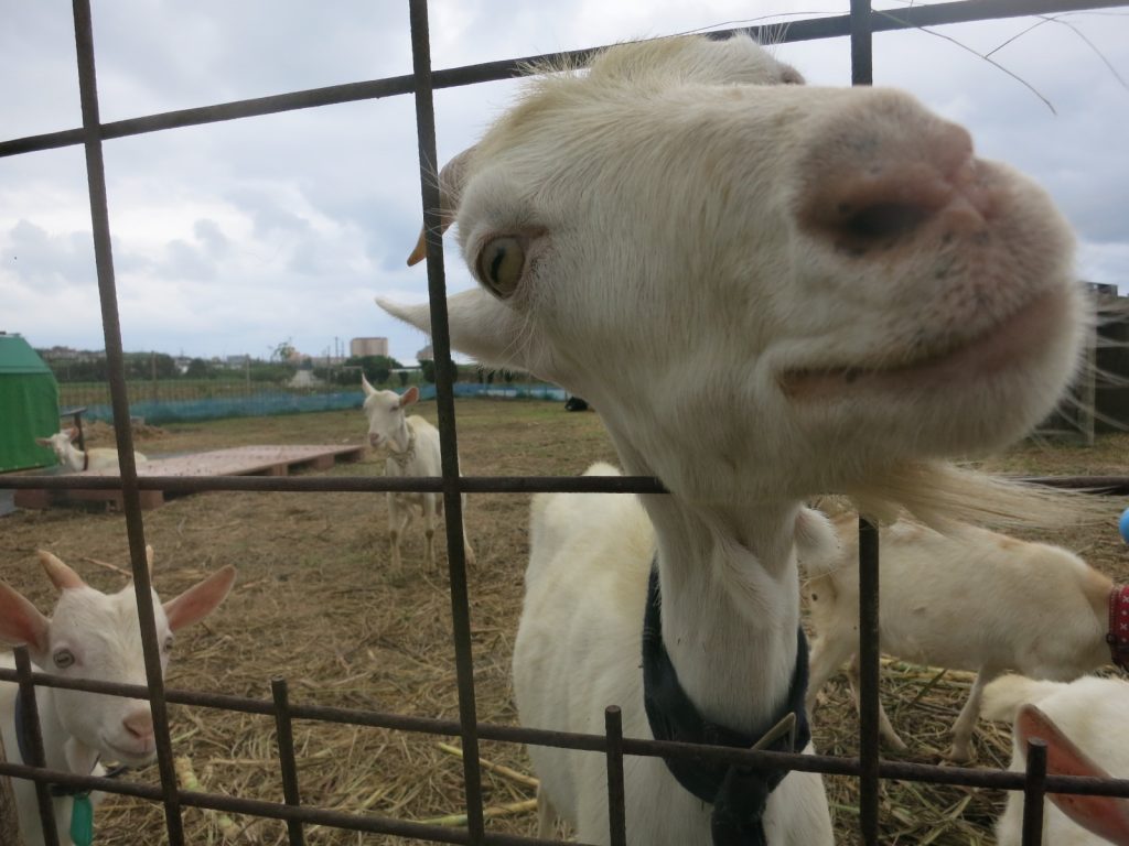 上野のヤギ