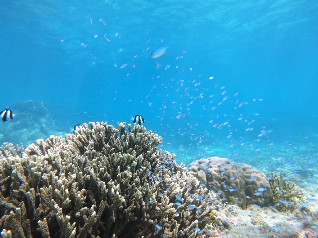 デバスズメダイ幼魚