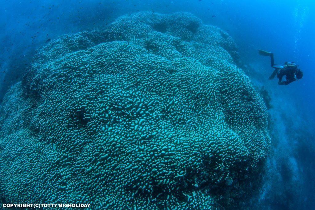八重干瀬ダイビング：珍しいサンゴ