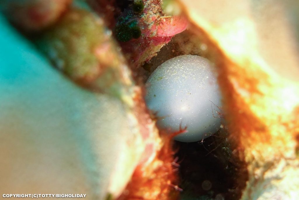 宮古島ダイビング：コブシメの卵
