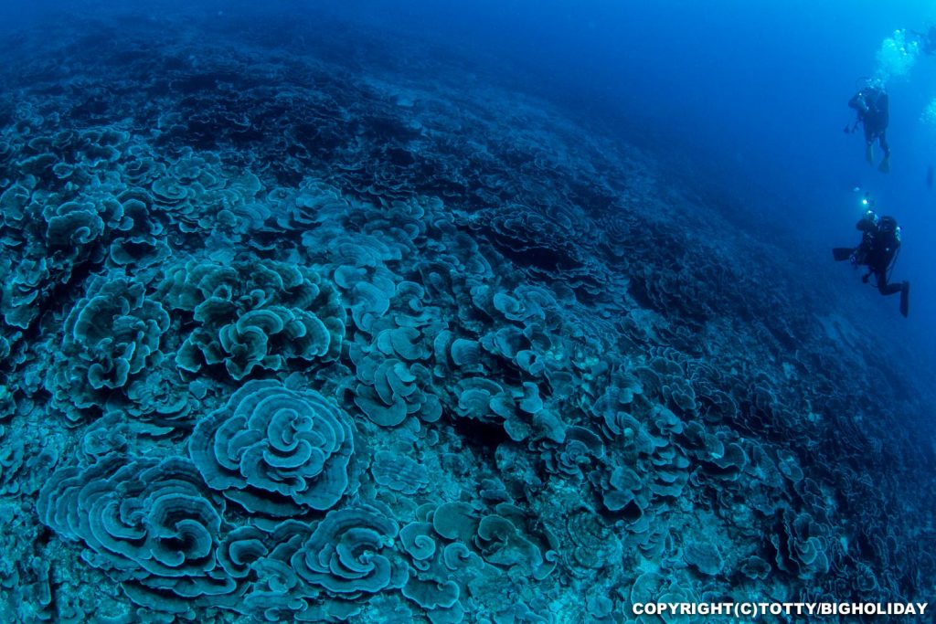 八重干瀬の深場のサンゴ