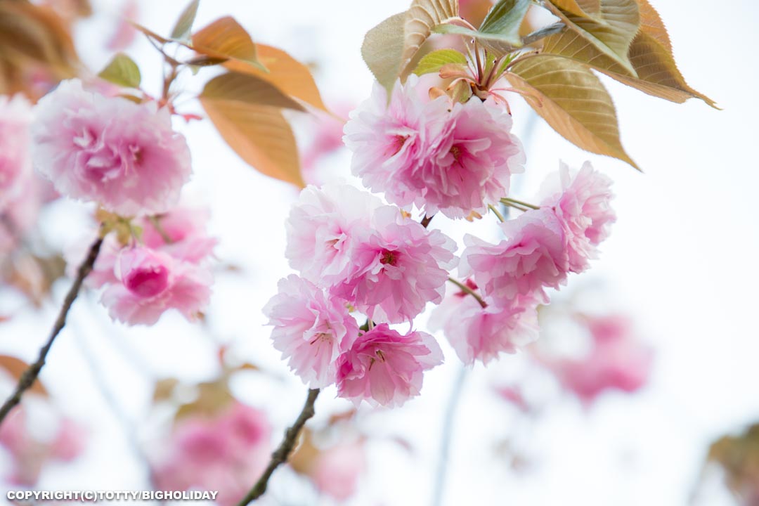 熊本の八重桜