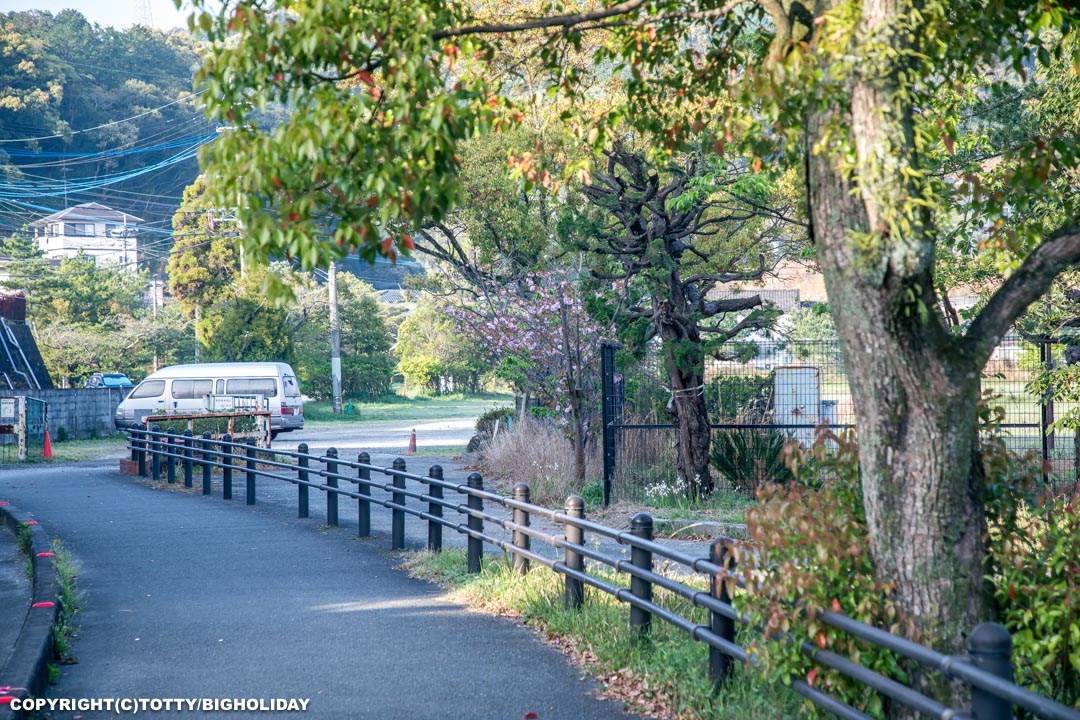 熊本の桜