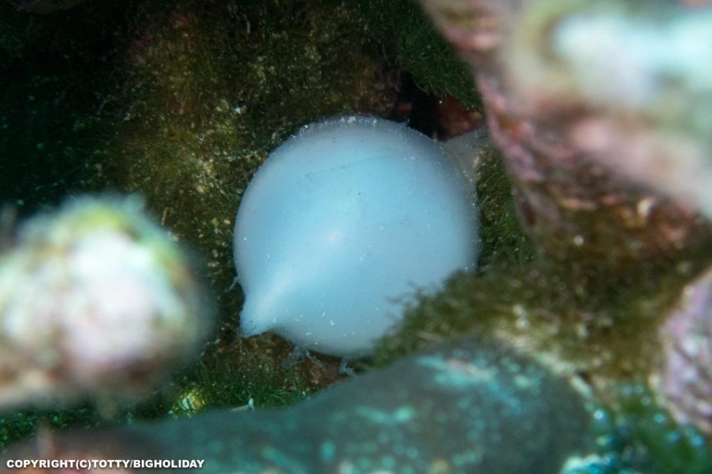 宮古島ダイビング：コブシメの卵