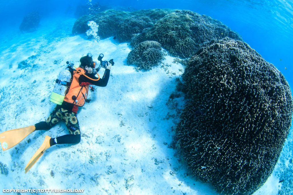 サンゴの群生ポイント