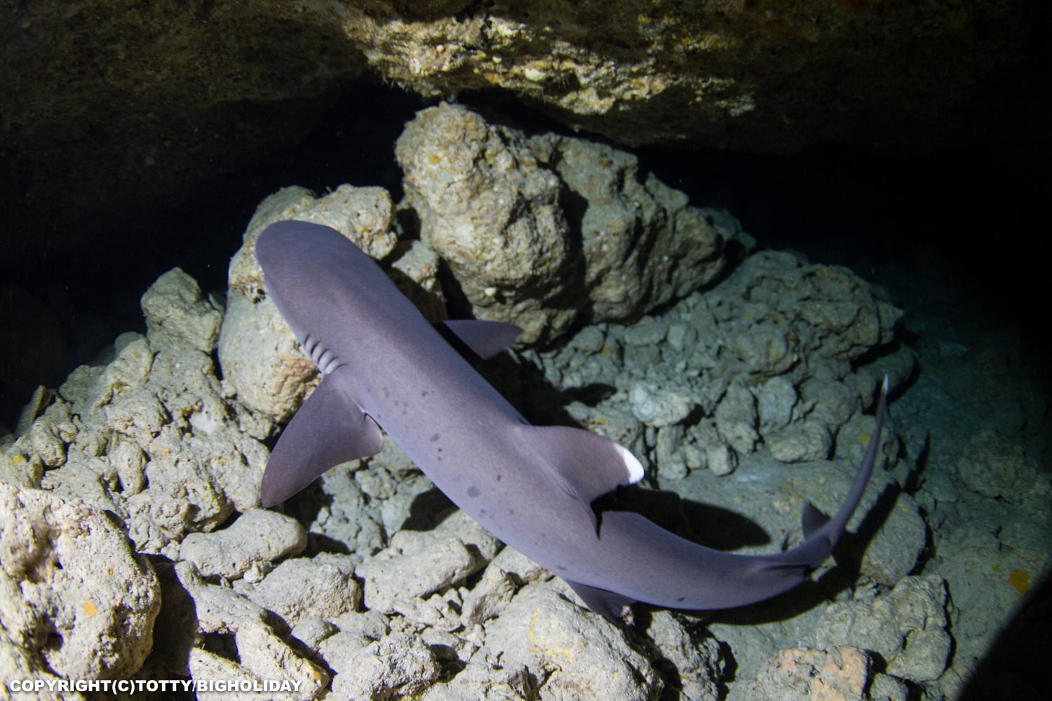 宮古島で見られるサメ