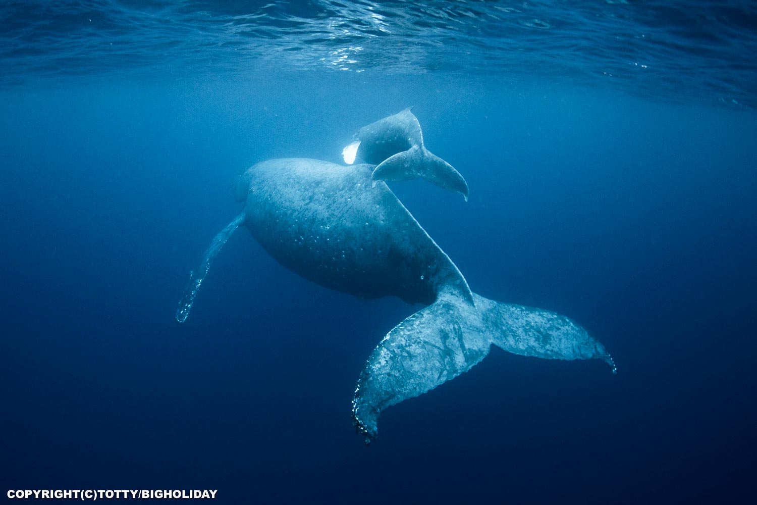 クリエーターズクラブ ?クジラに乗って泳ぐ嬢 - 置物