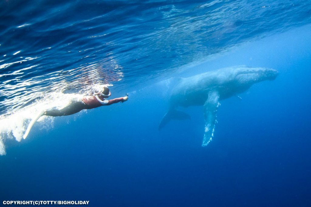 日本一クジラと泳いでいる男