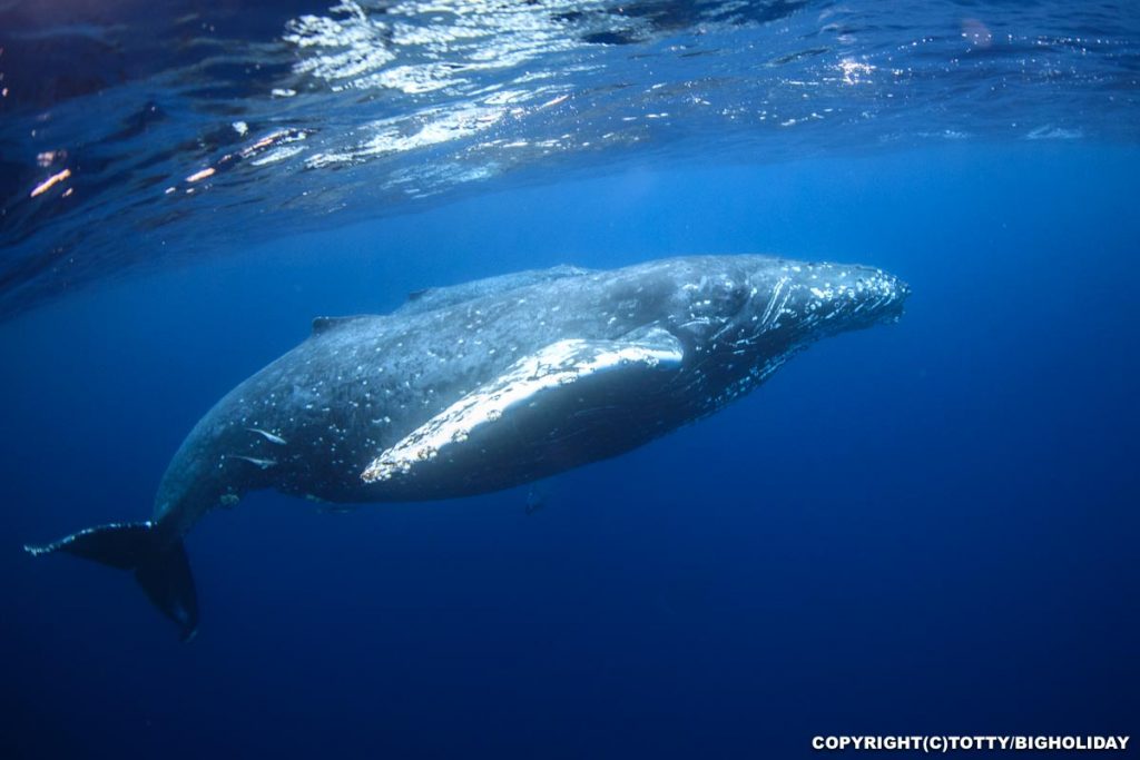 子クジラを守る母クジラ