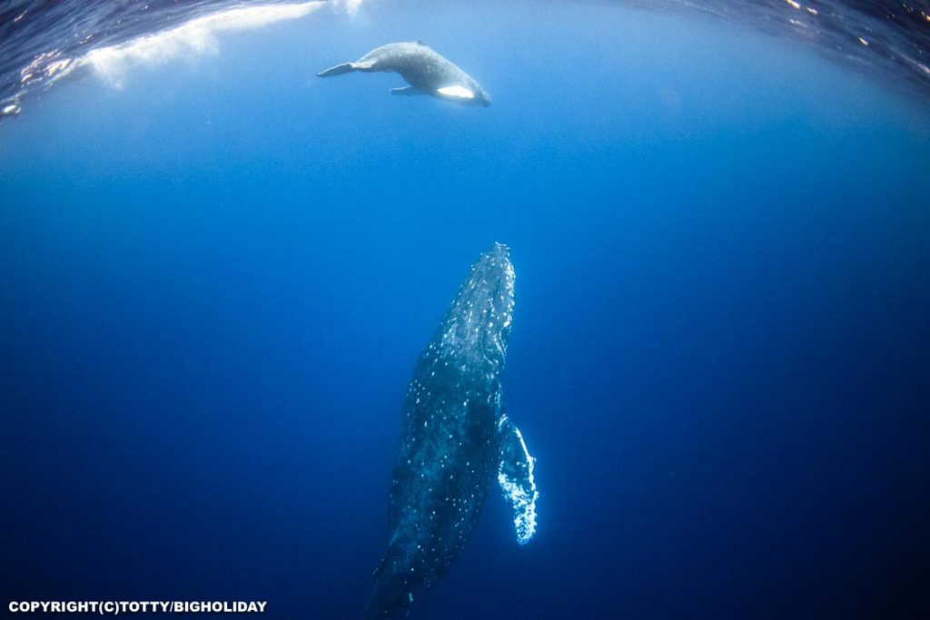 徳之島ホエールスイム：母クジラと子クジラ合流