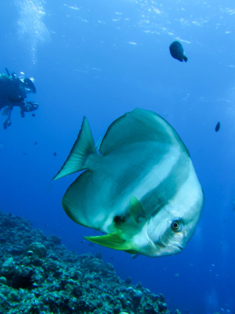 ツバメウオとはどんな魚 特徴や生態を徹底解説 宮古島ファンダイビング専門ショップ Bigholiday