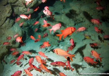 宮古島の地形ポイントで最も出会う魚”アカマツカサ”の話