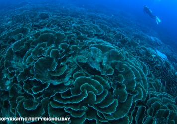 八重干瀬サンゴの魅力